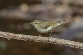 Attēlu rezultāti vaicājumam “Phylloscopus trochiloides adult”