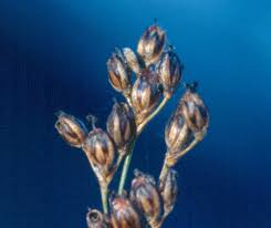 Attēlu rezultāti vaicājumam “Juncus gerardii leaf”