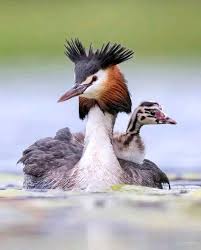 Attēlu rezultāti vaicājumam “Podiceps cristatus adult”