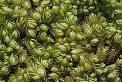 Attēlu rezultāti vaicājumam “Nardia scalaris”