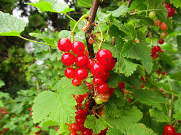Attēlu rezultāti vaicājumam “Ribes spicatum”