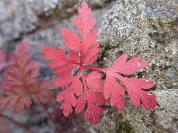 Attēlu rezultāti vaicājumam “Geranium robertianum leaf”