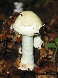 Attēlu rezultāti vaicājumam “Amanita citrina”