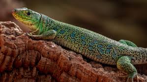 Attēlu rezultāti vaicājumam “Leporida”