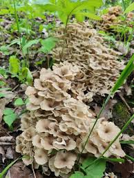 Attēlu rezultāti vaicājumam “Polyporus umbellatus”