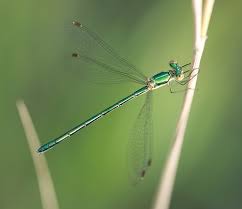 Attēlu rezultāti vaicājumam “Lestes virens female”