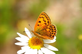 Attēlu rezultāti vaicājumam “Lycaena virgaureae underside”