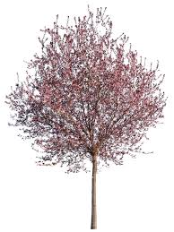 Attēlu rezultāti vaicājumam “Prunus cerasifera var. divaricata”