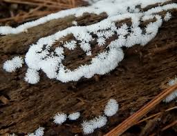 Attēlu rezultāti vaicājumam “Physarum viride var. aurantium spores”