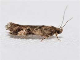 Attēlu rezultāti vaicājumam “Oecophoridae”