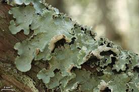 Attēlu rezultāti vaicājumam “Cetrelia olivetorum”