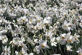 Attēlu rezultāti vaicājumam “Narcissus poeticus”