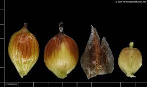 Attēlu rezultāti vaicājumam “Carex chordorrhiza”