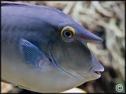 Image result for Naso unicornis