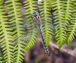 Attēlu rezultāti vaicājumam “Brachytron pratense”