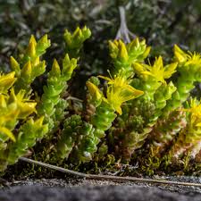 Attēlu rezultāti vaicājumam “Sedum acre flower”