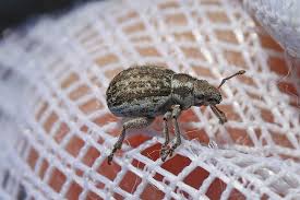 Attēlu rezultāti vaicājumam “Philopedon plagiatum”