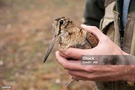 Attēlu rezultāti vaicājumam “Scolopax rusticola”