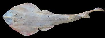 Image result for Acroteriobatus annulatus