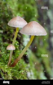 Attēlu rezultāti vaicājumam “Mycena viscosa”