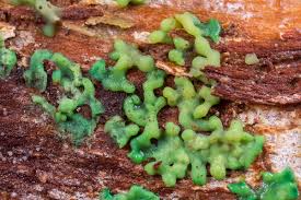 Attēlu rezultāti vaicājumam “Cribraria aurantiaca”