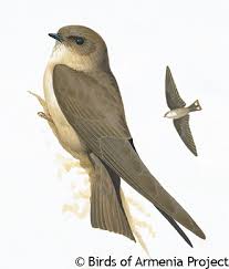 Image result for Ptyonoprogne rupestris