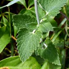 Image result for Nepeta cataria