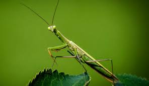 Attēlu rezultāti vaicājumam “Mantis religiosa”