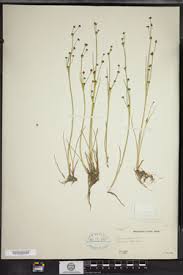 Attēlu rezultāti vaicājumam “Juncus alpinoarticulatus”