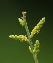 Attēlu rezultāti vaicājumam “Santalaceae”
