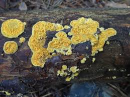 Attēlu rezultāti vaicājumam “Pseudomerulius aureus”