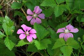 Attēlu rezultāti vaicājumam “Rubus arcticus flower”