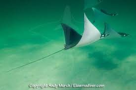 Image result for Mobula hypostoma