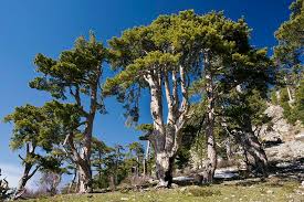 Attēlu rezultāti vaicājumam “Pinus nigra”