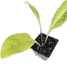 Attēlu rezultāti vaicājumam “Inula helenium leaf”