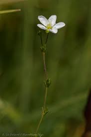 Attēlu rezultāti vaicājumam “Sagina nodosa leaf”