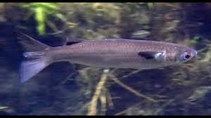 Image result for Mugil curema