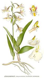 Attēlu rezultāti vaicājumam “Epipactis palustris leaf”