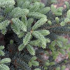 Image result for furum bler