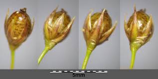 Attēlu rezultāti vaicājumam “Juncus filiformis”