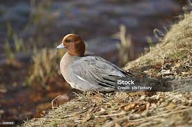 Attēlu rezultāti vaicājumam “Anas penelope”