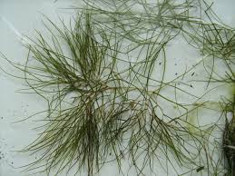 Attēlu rezultāti vaicājumam “Stuckenia pectinata”