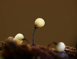 Attēlu rezultāti vaicājumam “Cribraria purpurea stalked”