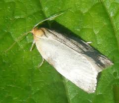 Attēlu rezultāti vaicājumam “Aphelia paleana larva”