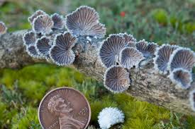 Attēlu rezultāti vaicājumam “Schizophyllum commune”
