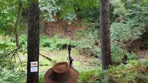 Image result for Cloth Of Gold Field Archery Club