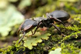 Attēlu rezultāti vaicājumam “Broscus cephalotes”