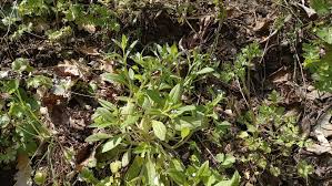 Attēlu rezultāti vaicājumam “Myosotis sparsiflora flower”