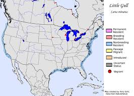 Attēlu rezultāti vaicājumam “Larus minutus adult”