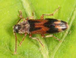 Attēlu rezultāti vaicājumam “Melandryidae”